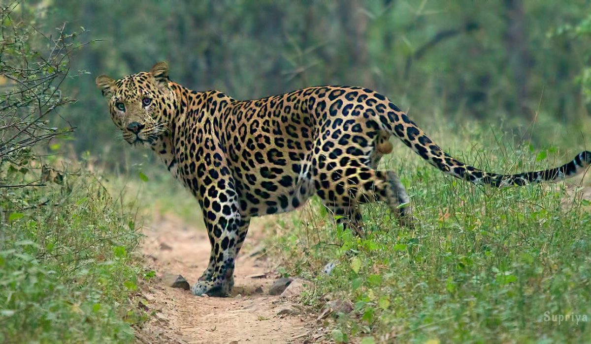 Three injured in leopard attack in Waling