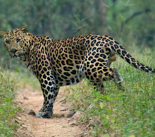 Three injured in leopard attack in Waling
