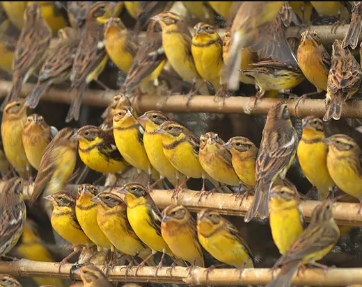 Conservationists express concern over threat to yellow-breasted bunting