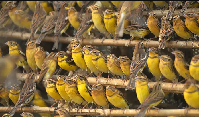 Conservationists express concern over threat to yellow-breasted bunting