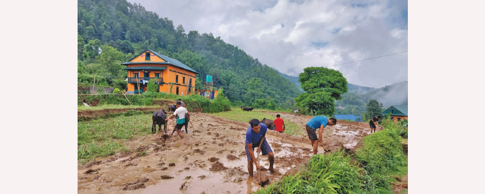 Lumpy skin in oxen affects paddy plantations in Khotang